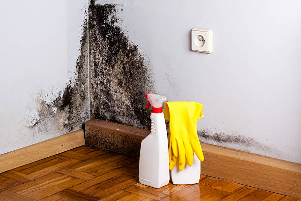 Best Commercial Mold Removal  in Wilkinsburg, PA
