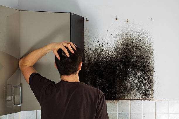 Best Black Mold Removal  in Wilkinsburg, PA