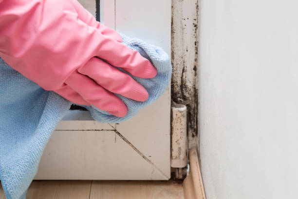 Best Commercial Mold Removal  in Wilkinsburg, PA
